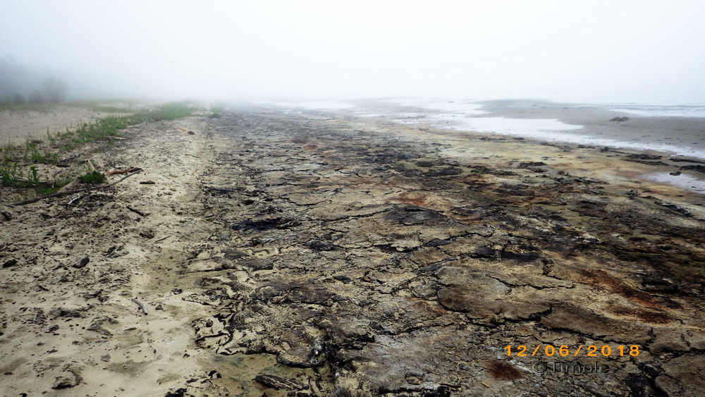 Senogda Bay; decayed algae on the beach
